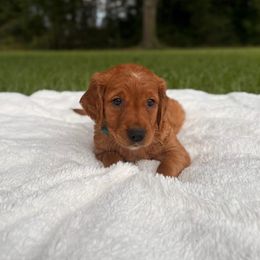 Girl 4 - Dark golden female Golden Retriever puppy in Maysville, North Carolina from Gold Rush Retrievers
