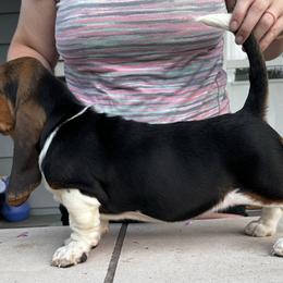 Basset Hound and Bloodhound Puppies from Sandhill Hounds of Nebraska