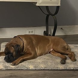 Tessa - Boxer