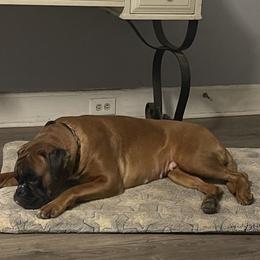 Tessa - Boxer