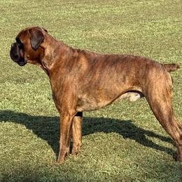 Boxer puppies from MAKBox Euro Boxers