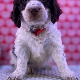 Cami - Liver white and tan female English Springer Spaniel puppy in Crawford, Tennessee from Lilly Lane Spaniels