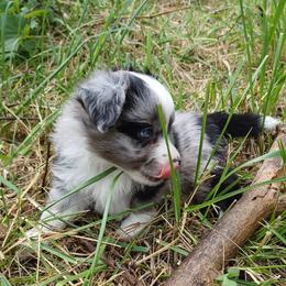 Pyrotechnic - Blue merle male Miniature American Shepherd puppy in Cleveland, Ohio from Double Moon