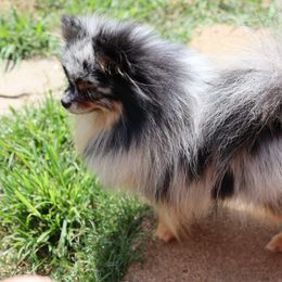 Aoma - Pomeranian