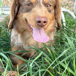 Dachshund All Grown Up from Rockin F6 Dachshunds