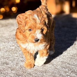 Clover - Red female Cockapoo puppy in Marietta, South Carolina from River Falls Cockapoos