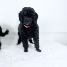 Pecan - Black male Poodle puppy in Plainfield, New Jersey from Caris Paws Poodles and Labradoodles