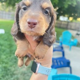 Dachshund Puppies from Mulberry Dachshunds