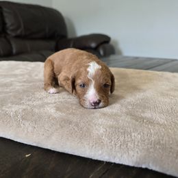 Gentoo - Red  female Goldendoodle puppy in Floyd, Virginia from Hearts and Paws Poodles and Doodles