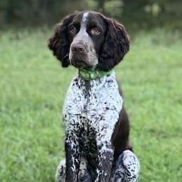 Flint - English Springer Spaniel