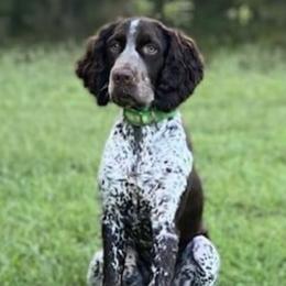 Flint - English Springer Spaniel
