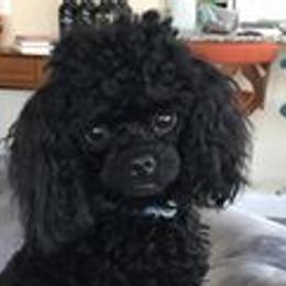 Poodles from Black Mountain Toy Poodles