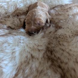 Leo - Apricot male Goldendoodle puppy in Apache Junction, Arizona from Loving Doodle