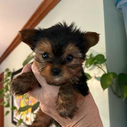 Lilly's girl - Black and tan female Yorkshire Terrier puppy in Hardeeville, South Carolina from Pups of the Lowcountry