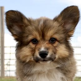 American Corgi and Pembroke Welsh Corgi Puppies from Martinez Corgis