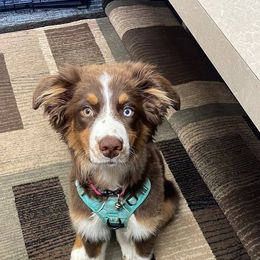 Australian Shepherd All Grown Up from Ritland Aussies