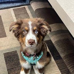 Australian Shepherd All Grown Up from Ritland Aussies