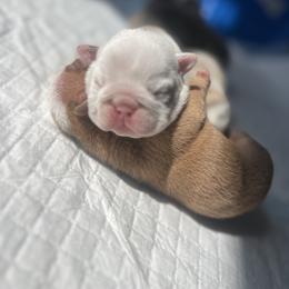 Boy 2 - Red male Bulldog puppy in Charlotte, North Carolina from Golden Leaf Kennels LLC