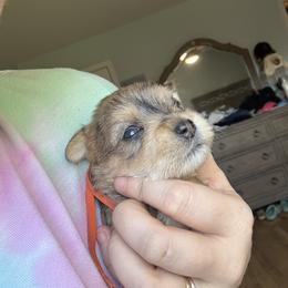 Orange Collar - Merle female Schnoodle puppy in Winchester, Tennessee from Mahaffey’s Doodles
