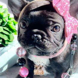 Maple - French Bulldog puppy from Waters Edge French Bulldogs LLC