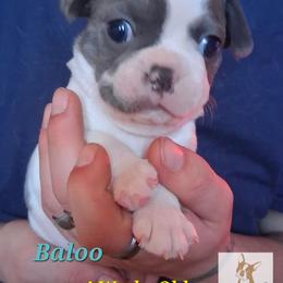 Baloo - Blue male Boston Terrier puppy in Colorado Springs, Colorado from M&Bs Boston Terriers