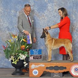 Belgian Malinois and Labrador Retrievers from Clarisma K9’s