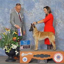 Belgian Malinois and Labrador Retrievers from Clarisma K9’s