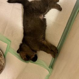 Loki - Sable female German Shepherd puppy in Linesville, Pennsylvania from Shenango Valley Shepherds
