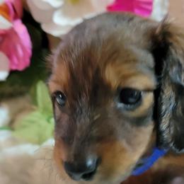 Dachshund Puppies from CLARK'S BREEDING PROGRAM