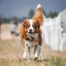 Rip - Border Collie