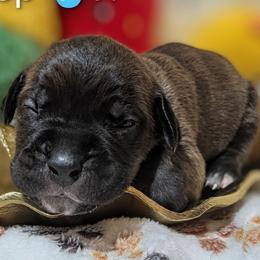 Purple collar: Magnolia - Black brindle female Cane Corso puppy in Franktown, Colorado from Earth and Ship Cane Corso