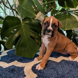 White - Fawn female Boxer puppy in Athens, Georgia from Classic City Boxers