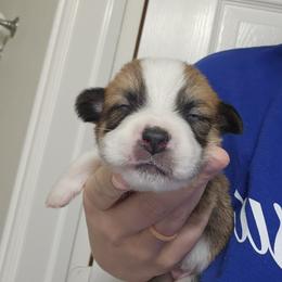 Otis - White and red male Pembroke Welsh Corgi puppy in Tomball, Texas from Larsen Loved Corgis