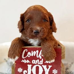 Clay - Red male Australian Labradoodle puppy in Harrisonville, Missouri from Blessed Day Doodles