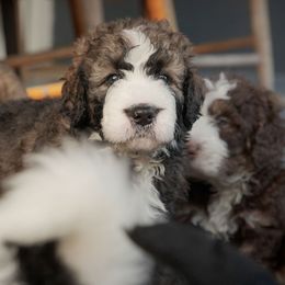 Bernedoodle Puppies from Joy's Dood Ranch