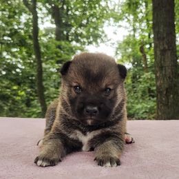 Hiro - Sesame male Shiba Inu puppy in Clayton, Illinois from Adorable-Puppies