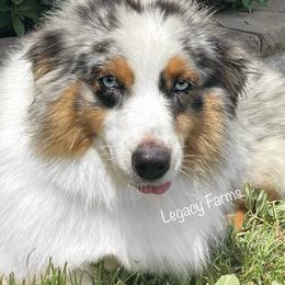 Gypsy - Australian Shepherd
