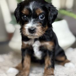 Betty - Tri-color female Cavapoo puppy in Sun City, Arizona from AZ Cavapoos