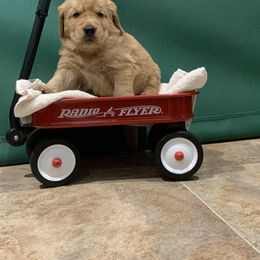 Golden Retriever Puppies from Lol-Goldens