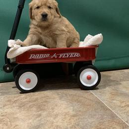 Golden Retriever Puppies from Lol-Goldens