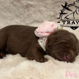 Labrador Retriever Puppies from Travis’ Chocolate Labradors