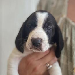 Lucy - Black and white female Basset Hound puppy in Yarnell, Arizona from Boulder Oak Bassets