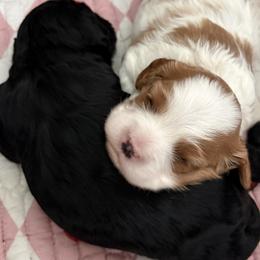 Cavapoo puppies from Shoemaker Farm & Cavapoo Kennel