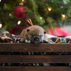 Orange Collar - Red sesame female Shikoku puppy in Pennsylvania from Aoiyama Sou Shikoku Kennel
