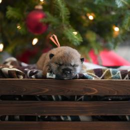 Orange Collar - Red sesame female Shikoku puppy in Pennsylvania from Aoiyama Sou Shikoku Kennel