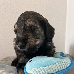 Laurent - Black male Schnoodle puppy in Pleasanton, Texas from Gooch Canines (Giant Schnoodles)