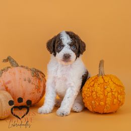 Blitzen - Chocolate male Labradoodle puppy in Travelers Rest, South Carolina from Doodles of Love Labradoodles