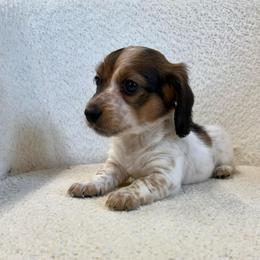 Puppy girl number three - Piebald female Dachshund puppy in Spokane, Washington from Dearhaven Doxie