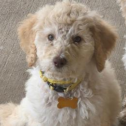 Lady Aurelia Apricity Pupperton - Apricot female Poodle puppy in Midlothian, Texas from Pristine Puppies & Signature Studs