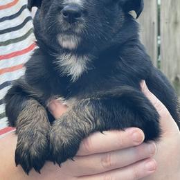 Australian Shepherd Puppies from Sarah Estes